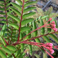 Sorbus khumbuensis SCH2341 